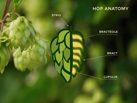 Comment choisir son hop blending? Partie #1 - HOPSTORE